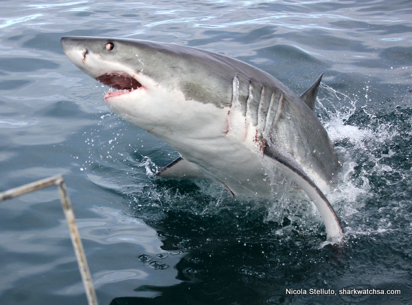 Cage Diving South Africa