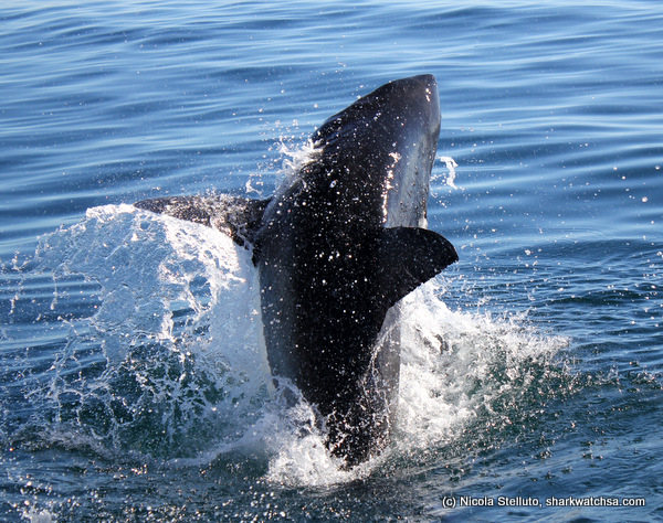 white shark cage diving south africa