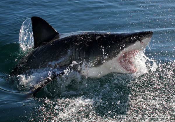 white shark cage diving south africa