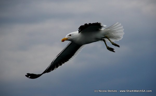 kelp gull