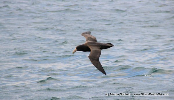 giant petrel