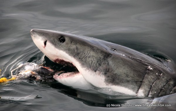 great white eye