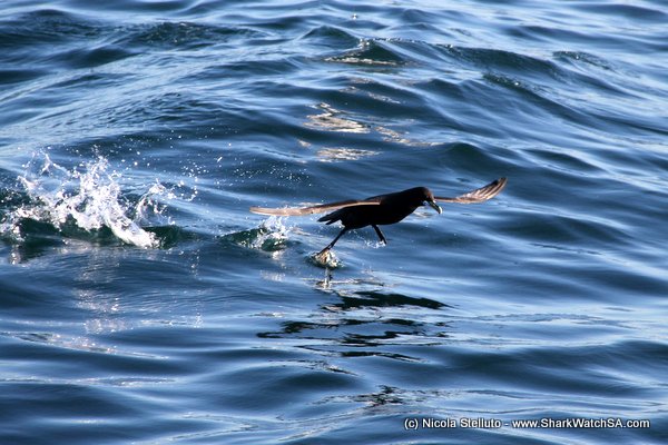 white chin petrel