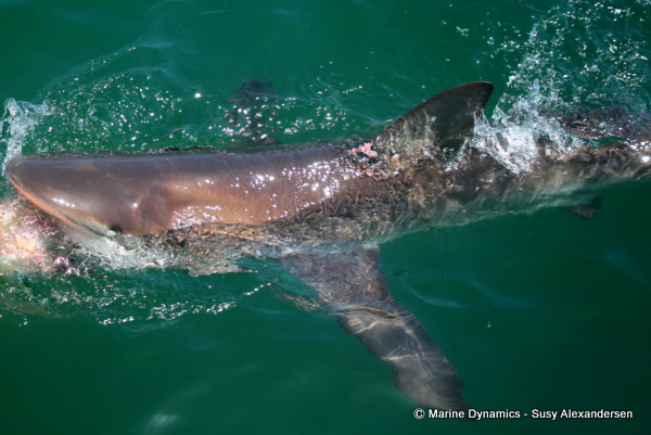 Bronze whaler shark