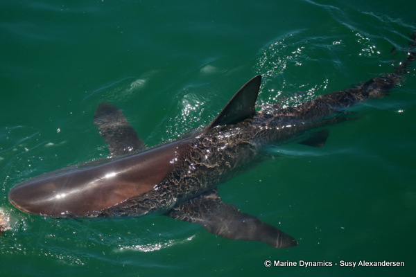 Bronze whaler shark