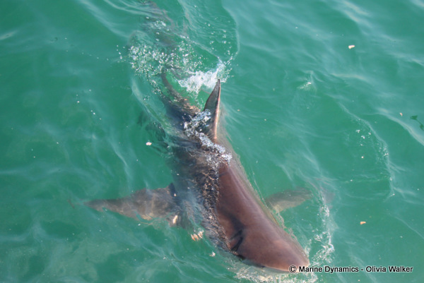 Bronze Whaler Shark