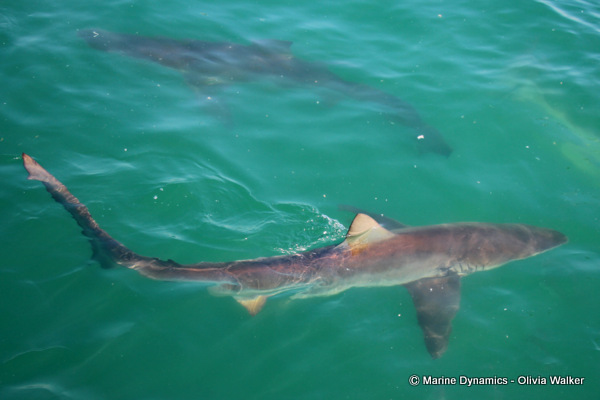 Bronze Whaler Sharks