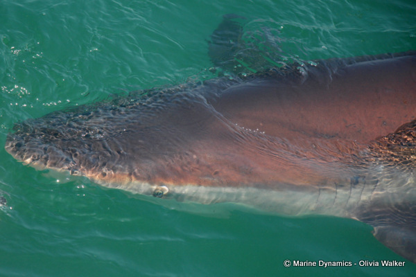 Bronze Whaler Sharks