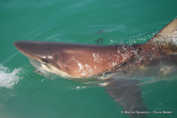 Bronze Whaler Shark