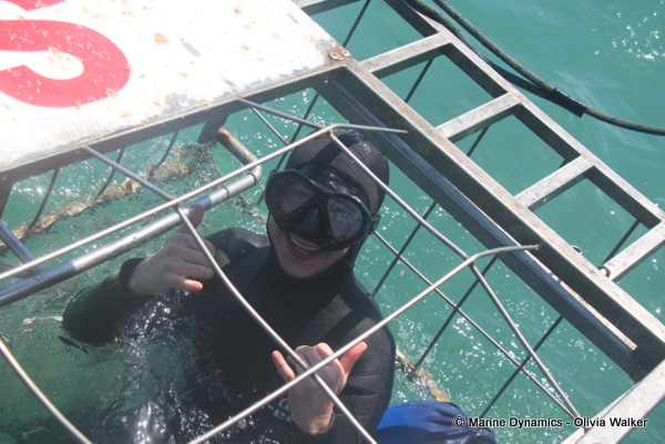 Shark cage diving, South Africa