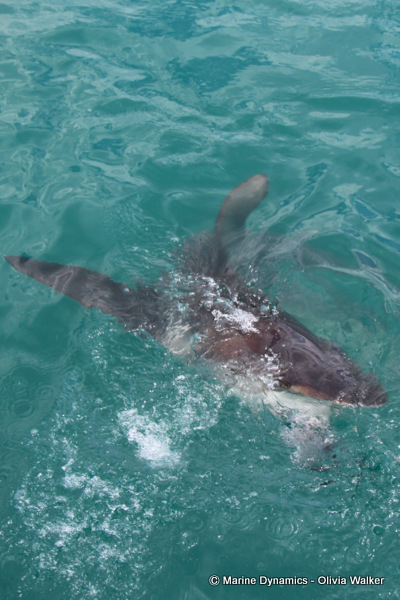 Bronze Whaler shark