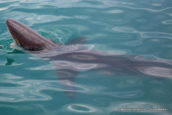 Bronze Whaler shark