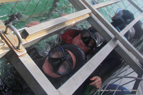 Shark Cage Diving, South Africa