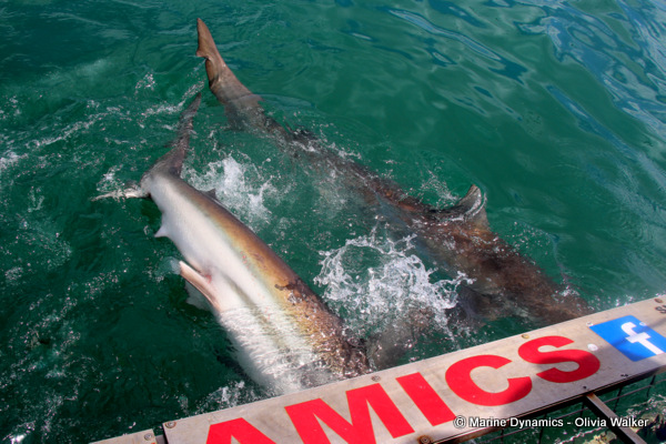 Bronze Whaler shark, South Africa