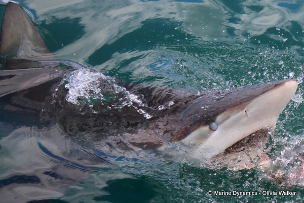 Bronze Whaler shark, South Africa