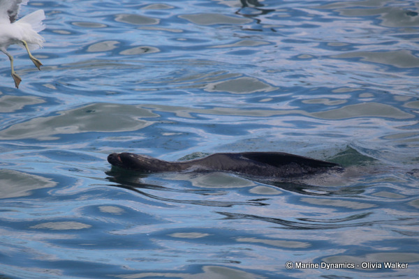 Cape Fur seal, South Africa