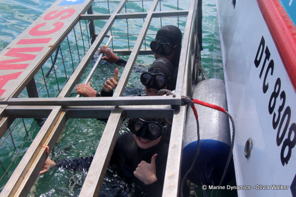 Shark Cage Diving, South Africa