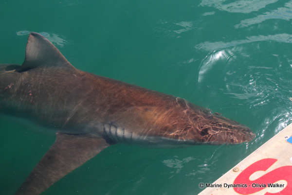Bronze Whaler shark, South Africa