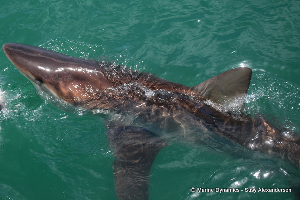 Bronze whaler shark