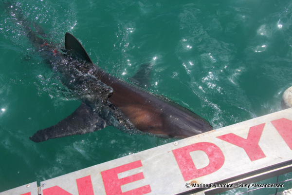 Bronze whaler shark