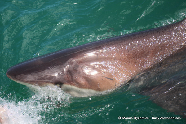 Bronze whaler shark