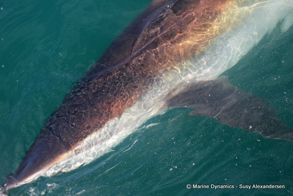 Bronze Whaler shark, South Africa