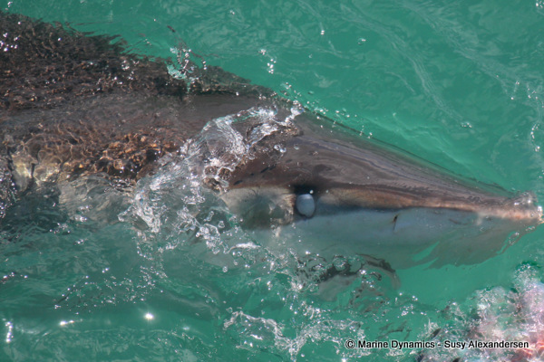 Bronze Whaler shark, South Africa