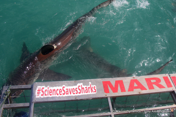 Bronze Whaler shark, South Africa