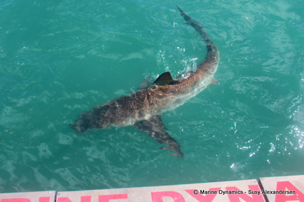 Bronze Whaler shark, South Africa