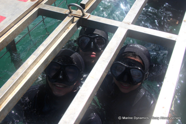 Shark Cage Diving, South Africa