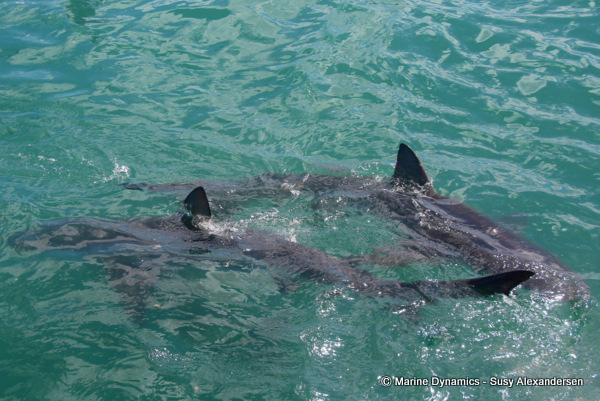 Bronze Whaler shark, South Africa