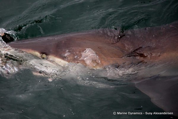 Bronze whaler shark