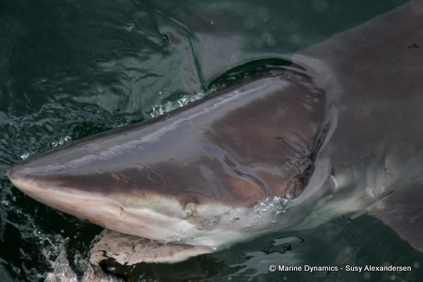 Bronze whaler shark
