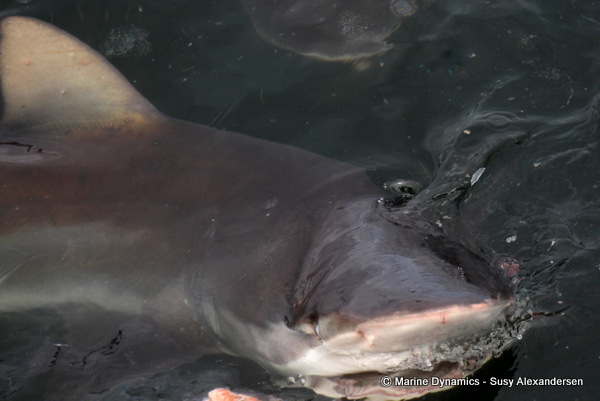 Bronze whaler shark