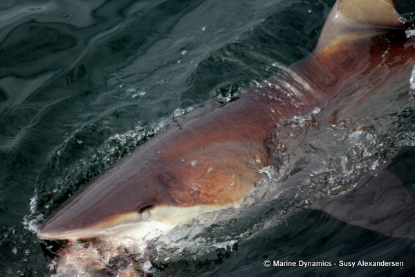 Bronze whaler shark