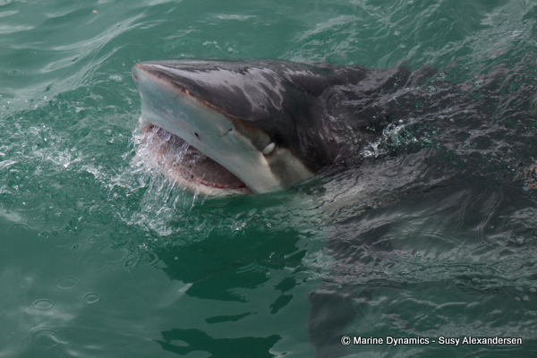 Bronze whaler shark