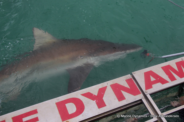 Bronze whaler shark