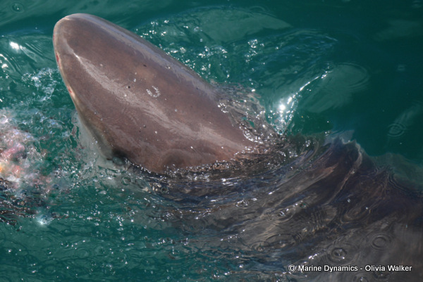 Bronze whaler shark