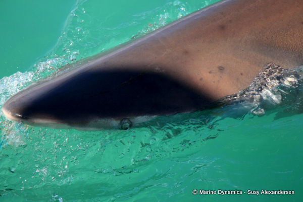 Bronze Whaler shark, South Africa
