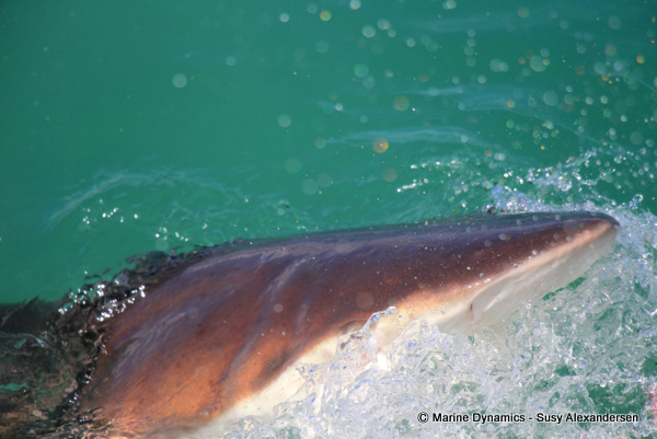 Bronze Whaler shark, South Africa