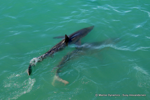 Bronze Whaler shark, South Africa