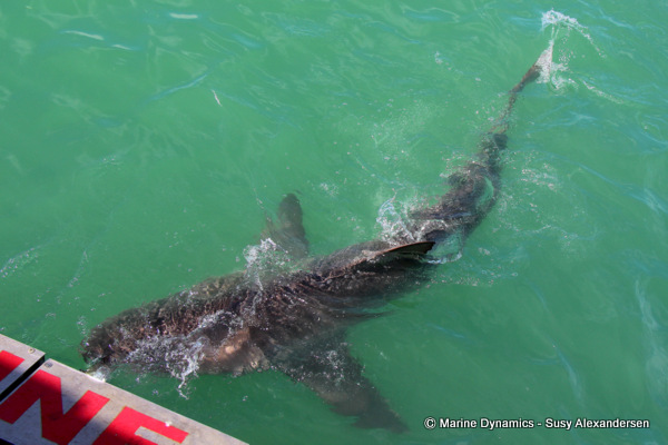 Bronze Whaler shark, South Africa