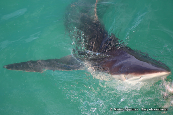 Bronze Whaler shark, South Africa