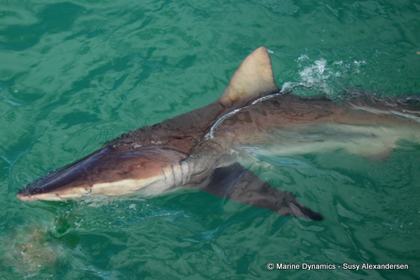 Bronze Whaler shark, South Africa