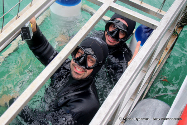 shark cage diving, South Africa