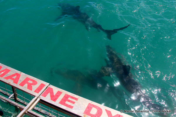 Bronze Whaler shark, South Africa
