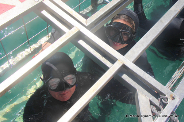 shark cage diving, South Africa
