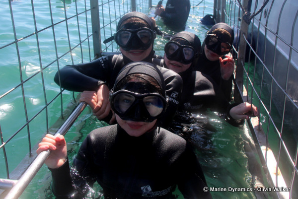shark cage diving, South Africa