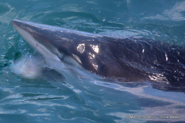 Bronze Whaler shark, South Africa