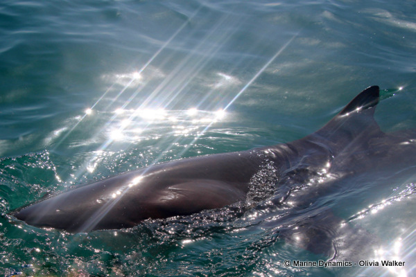 Bronze Whaler shark, South Africa